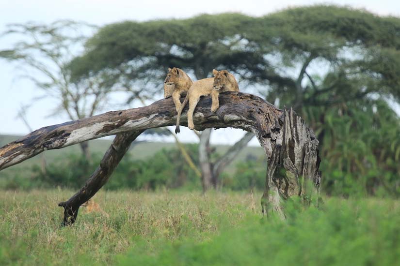 Tanzania Serengeti lions resting in tree