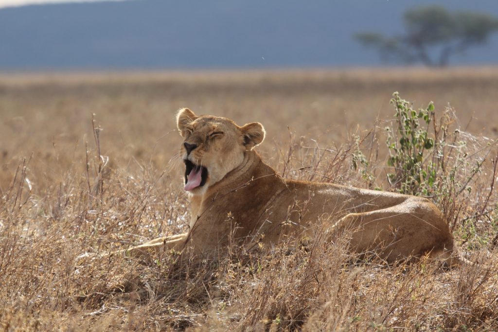 Kenya yawning lioness