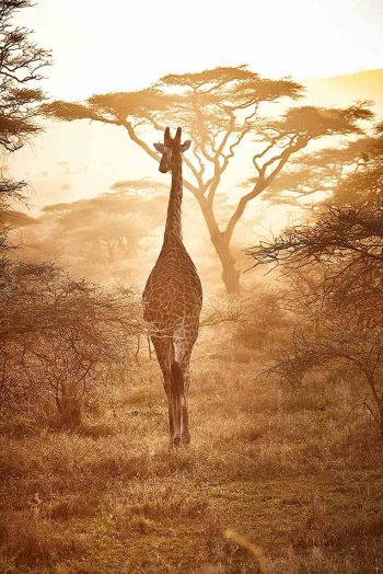 Giraffe in Serengeti during sunset safari gamedrive